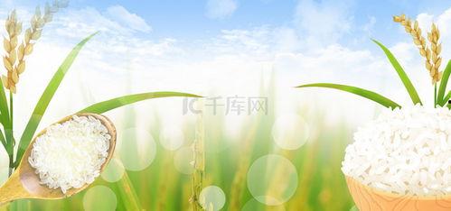 大米背景,探寻大米的历史与文化传承